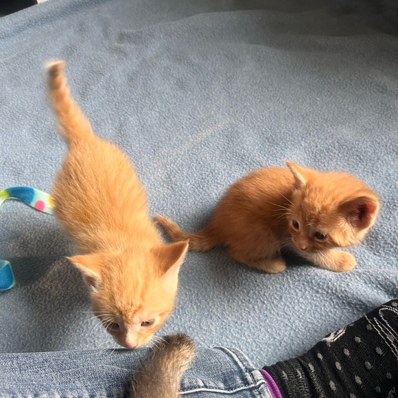 My grandkittens- they’ve grown! 6 months old now! - Picture 4 of 17